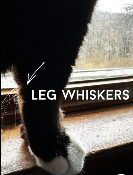 Cat whiskers